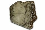 Free-Standing, Petoskey Stone (Fossil Coral) Section - Michigan #356975-2